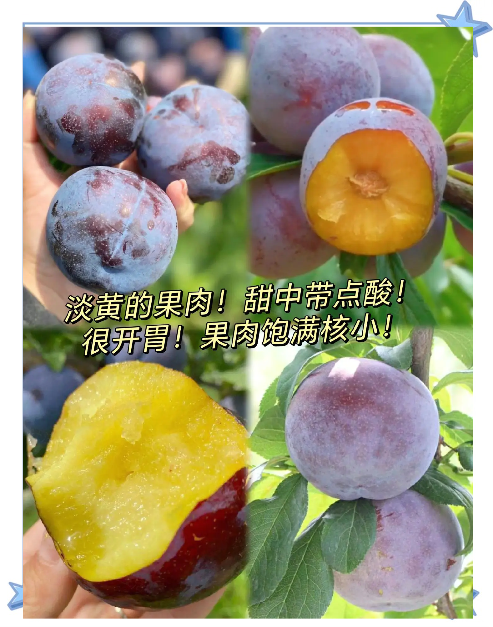黑布林的功效和作用